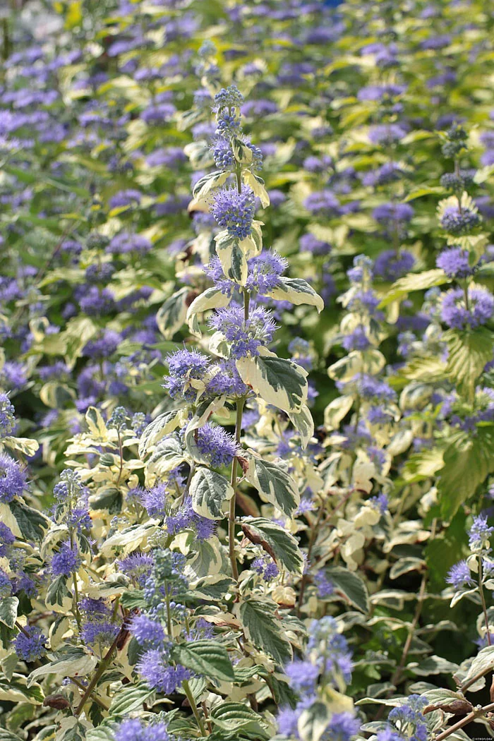 Barbula klandońska 'White Surprise' | Caryopteris x clandonensis 