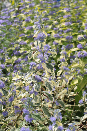 Barbula klandońska 'White Surprise' | Caryopteris x clandonensis 
