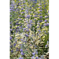 Barbula klandońska 'White Surprise' | Caryopteris x clandonensis 