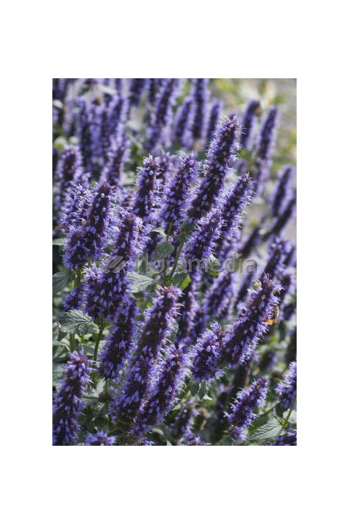 Kłosowiec 'Black Adder' | Agastache foeniculum