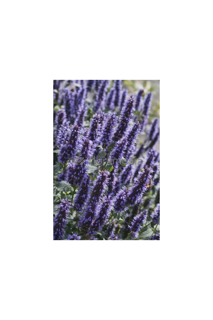 Kłosowiec 'Black Adder' | Agastache foeniculum