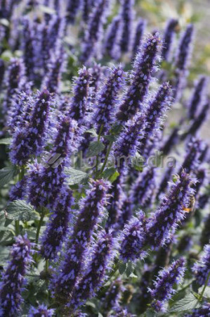 Kłosowiec 'Black Adder' | Agastache foeniculum