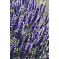 Kłosowiec 'Black Adder' | Agastache foeniculum