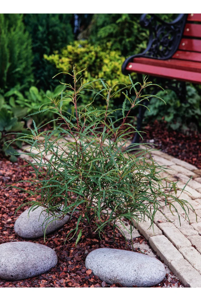 Kruszyna pospolita 'Asplenifolia' | Frangula alnus