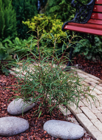 Kruszyna pospolita 'Asplenifolia' | Frangula alnus