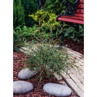 Kruszyna pospolita 'Asplenifolia' | Frangula alnus