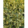 Bukszpan wieczniezielony 'Variegata' Buxus sempervirens