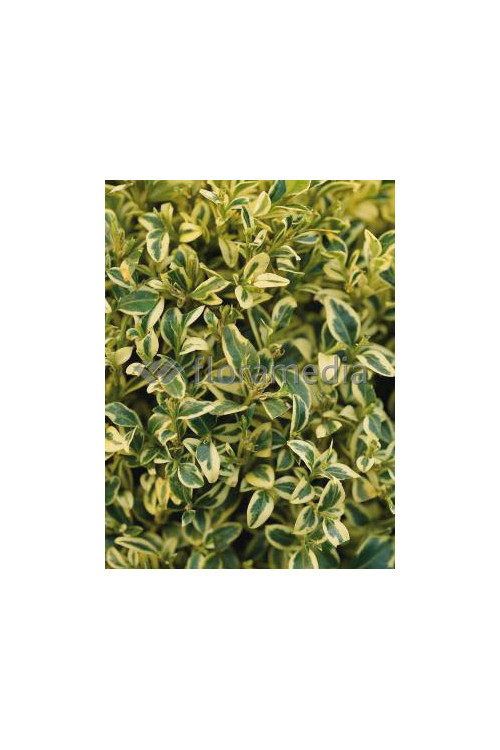 Bukszpan wieczniezielony 'Variegata' Buxus sempervirens