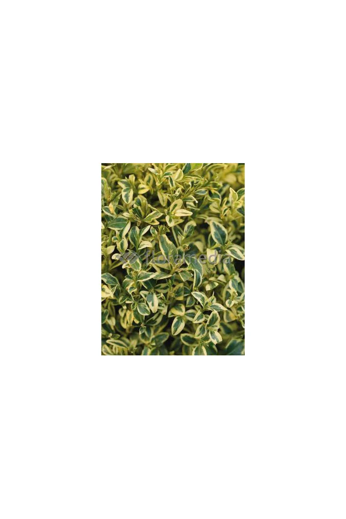 Bukszpan wieczniezielony 'Variegata' Buxus sempervirens