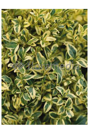 Bukszpan wieczniezielony 'Variegata' Buxus sempervirens
