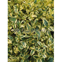 Bukszpan wieczniezielony 'Variegata' Buxus sempervirens