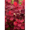 Berberys Thunberga 'Orange Sunrise' Berberis thunbergii