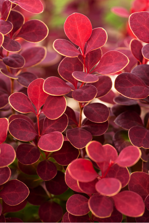 Berberys Thunberga 'Orange Sunrise' Berberis thunbergii