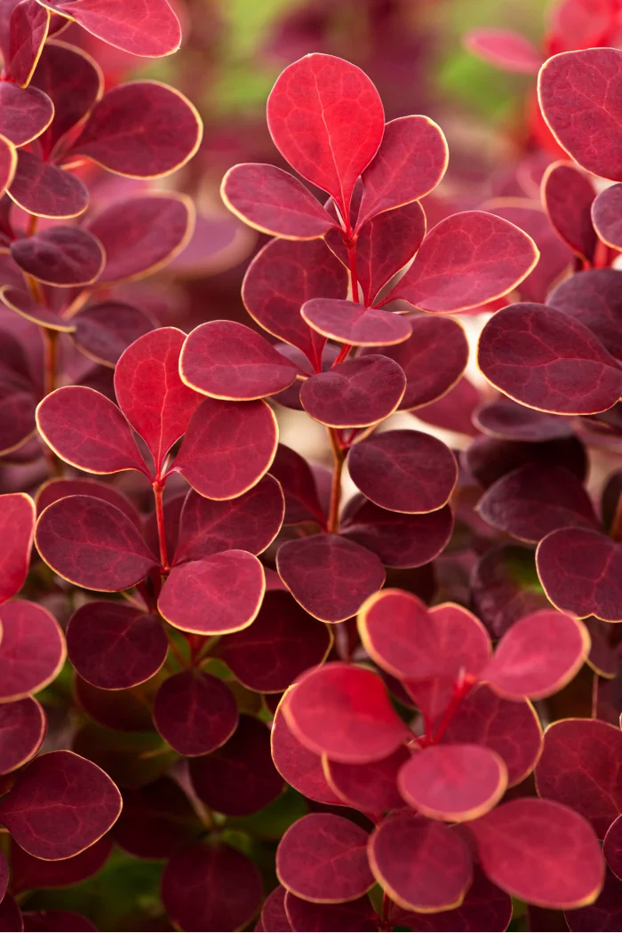 Berberys Thunberga 'Orange Sunrise' Berberis thunbergii