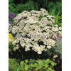 Krwawnik pospolity 'White Beauty'' Achillea millefolium