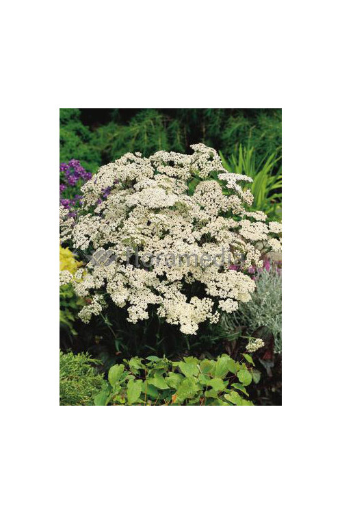 Krwawnik pospolity 'White Beauty'' Achillea millefolium