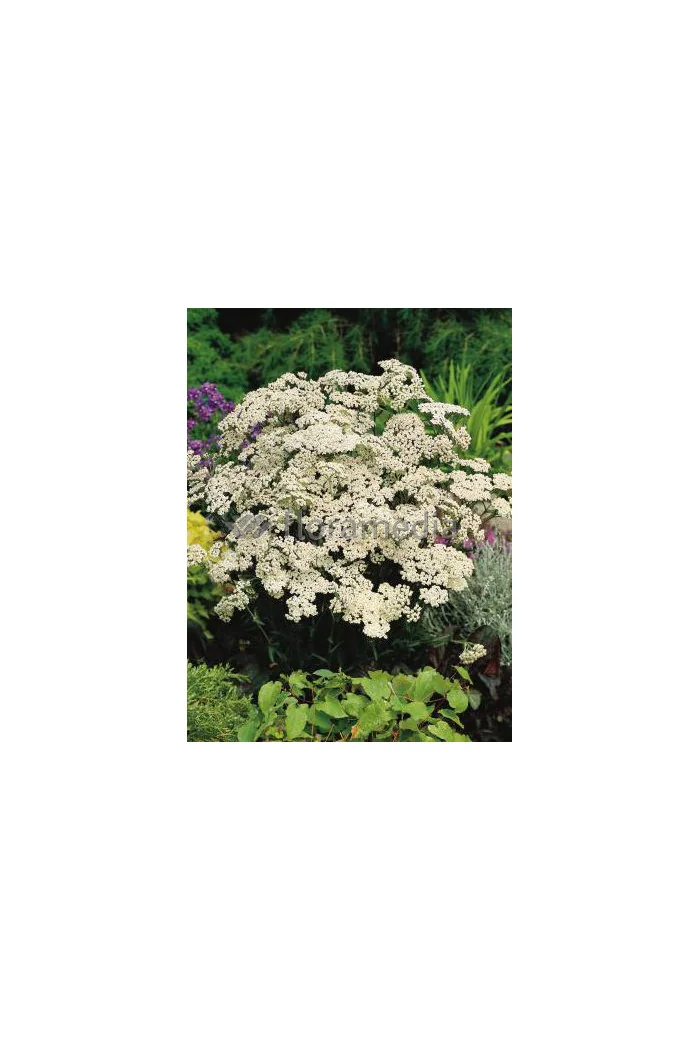 Krwawnik pospolity 'White Beauty'' Achillea millefolium