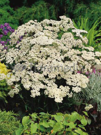 Krwawnik pospolity 'White Beauty'' Achillea millefolium