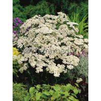 Krwawnik pospolity 'White Beauty'' Achillea millefolium