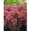 Rozchodnik 'Dark Magic' | Sedum