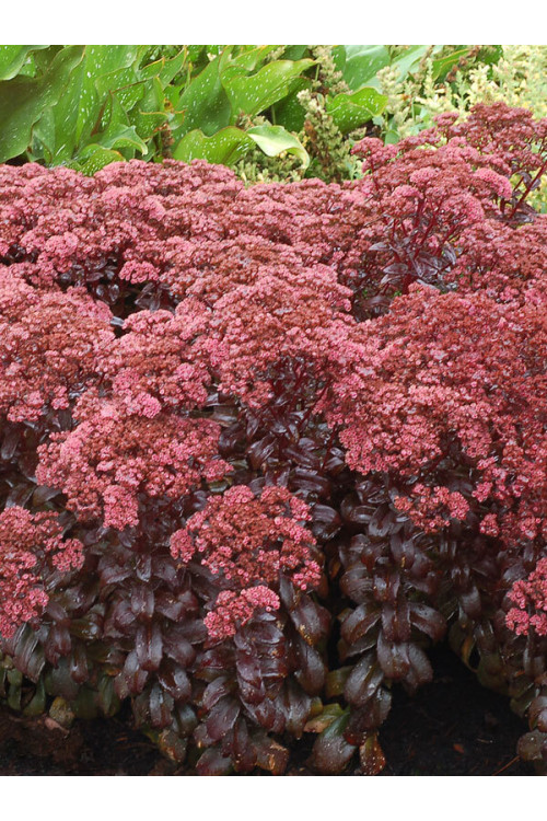 Rozchodnik 'Dark Magic' | Sedum