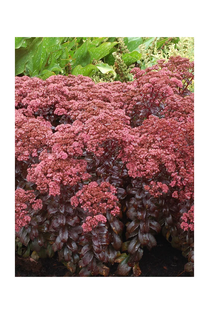 Rozchodnik 'Dark Magic' | Sedum