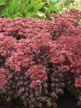 Rozchodnik 'Dark Magic' | Sedum