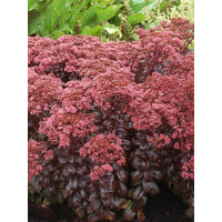 Rozchodnik 'Dark Magic' | Sedum