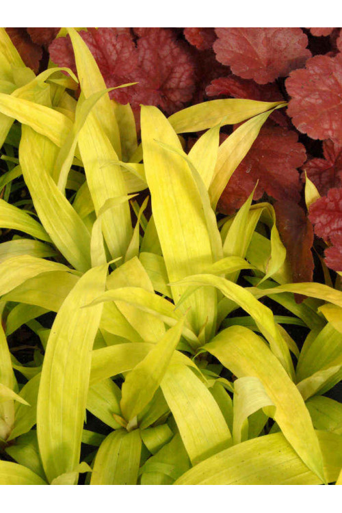 Turzyca rzędowa 'Lemon Zest' | Carex siderosticha