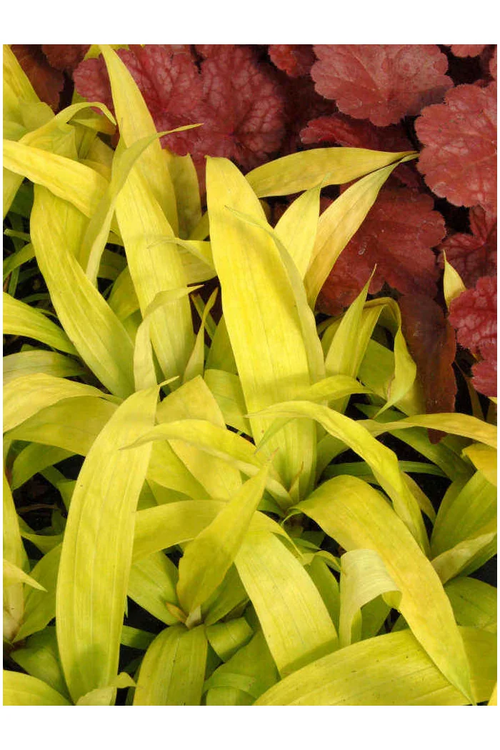 Turzyca rzędowa 'Lemon Zest' | Carex siderosticha