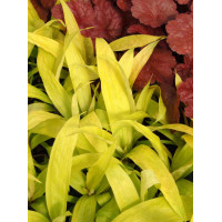 Turzyca rzędowa 'Lemon Zest' | Carex siderosticha