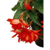 Begonia Belleconia 'Hot Orange'