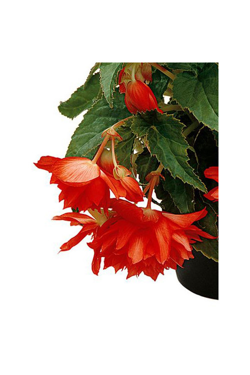 Begonia Belleconia 'Hot Orange'