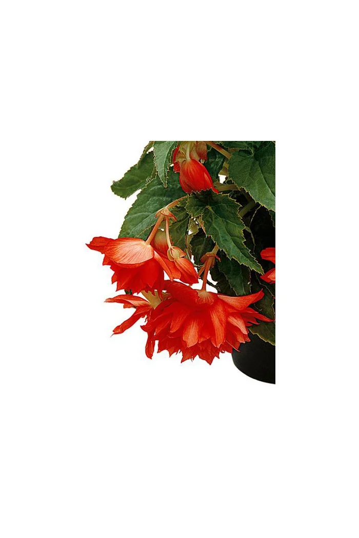Begonia Belleconia 'Hot Orange'