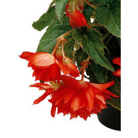 Begonia Belleconia 'Hot Orange'