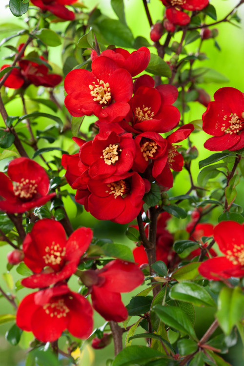 Pigwowiec 'Crimson and Gold' Chaenomeles × superba