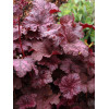 Żurawka 'Velvet Night' Heuchera