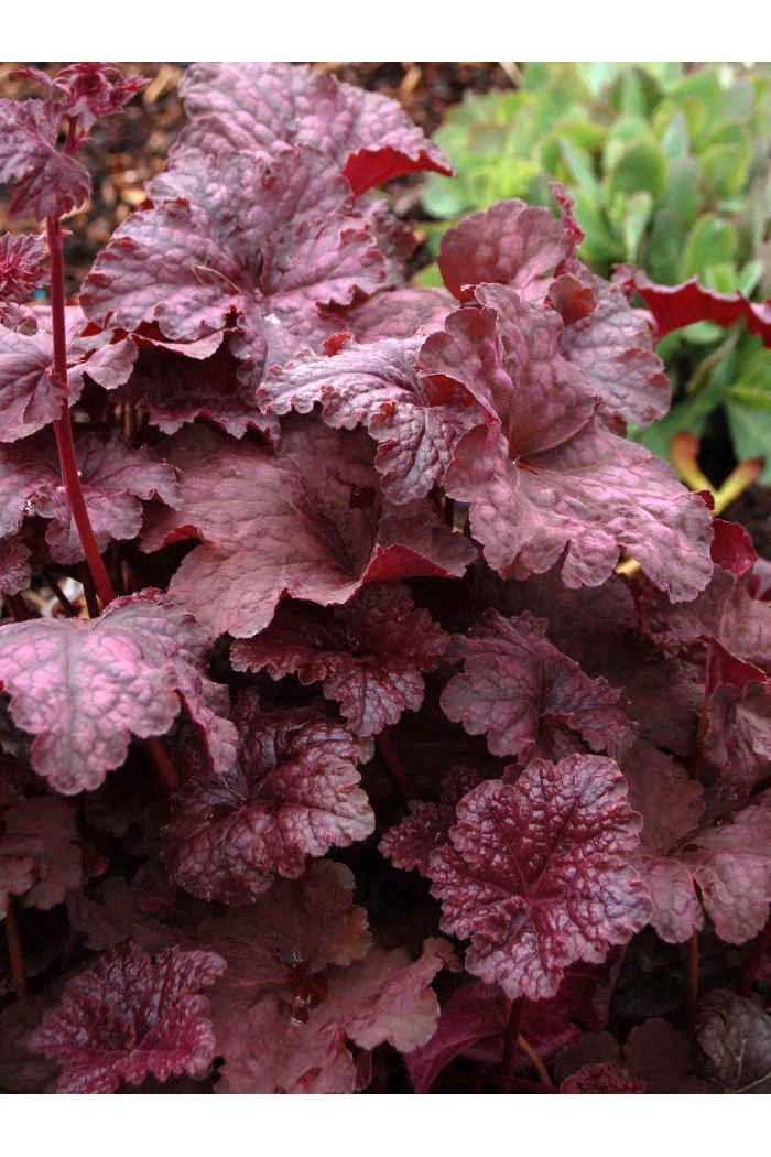 Żurawka 'Velvet Night' Heuchera