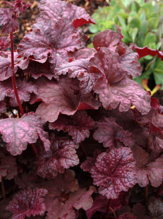 Żurawka 'Velvet Night' Heuchera