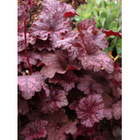 Żurawka 'Velvet Night' Heuchera