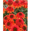 Jeżówka 'Moab Sunset' | Echinacea