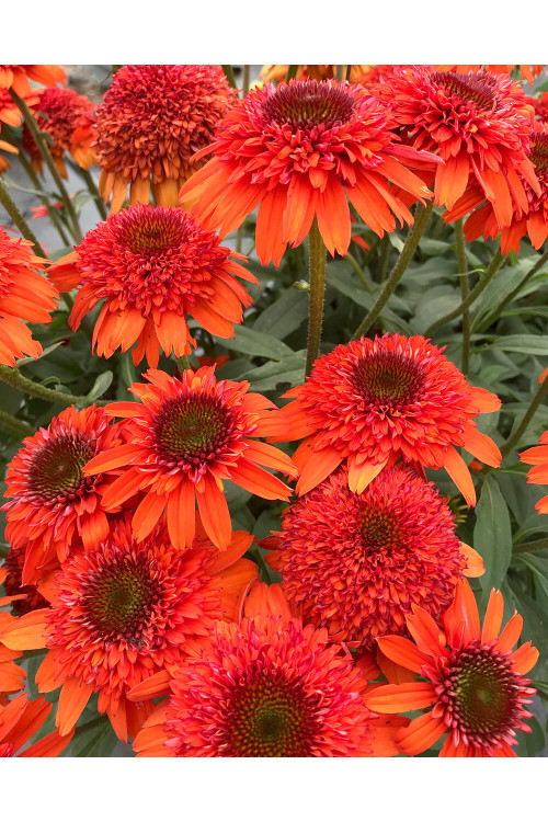 Jeżówka 'Moab Sunset' | Echinacea
