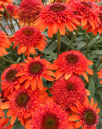 Jeżówka 'Moab Sunset' | Echinacea