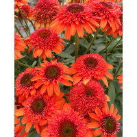 Jeżówka 'Moab Sunset' | Echinacea