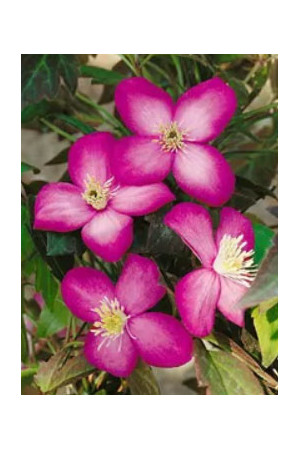 Powojnik botaniczny 'Freda' | Clematis