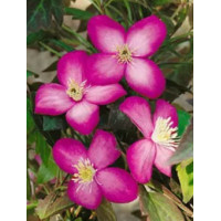 Powojnik botaniczny 'Freda' | Clematis