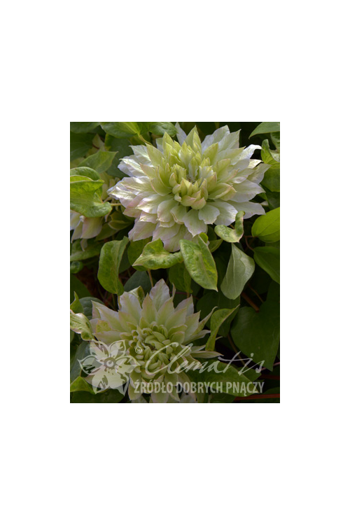 Powojnik 'Sen-no-Kaze' | Clematis