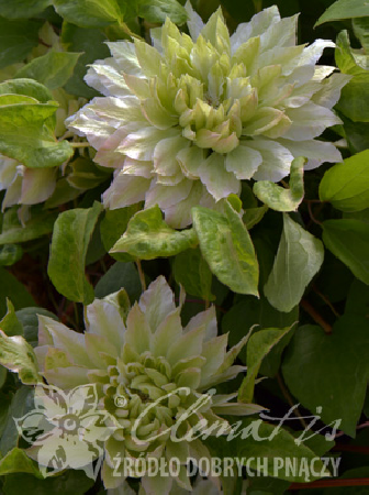 Powojnik 'Sen-no-Kaze' | Clematis