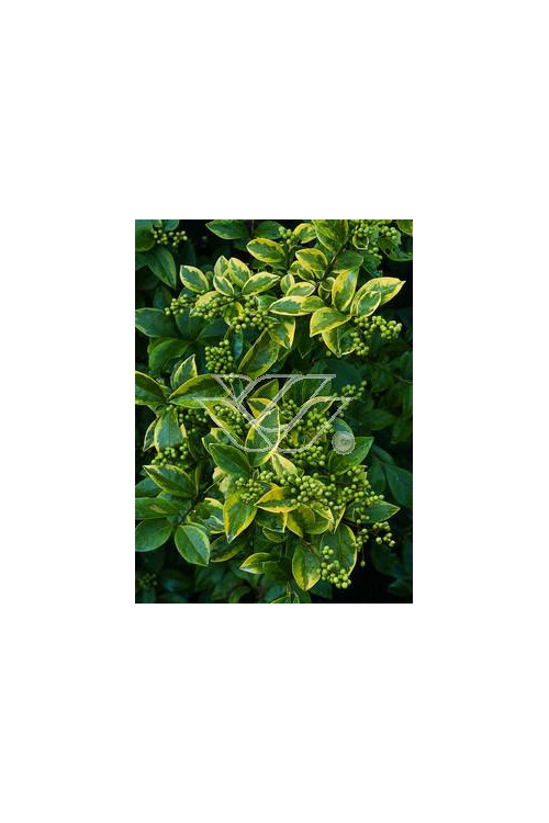 Ligustr okrągłolistny 'Aureum' Ligustrum ovalifolium