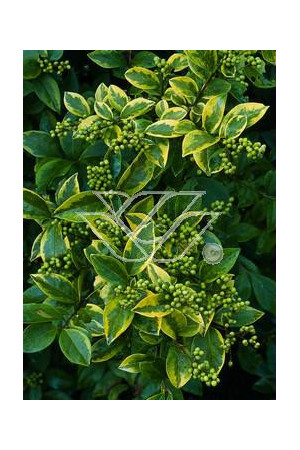 Ligustr okrągłolistny 'Aureum' Ligustrum ovalifolium